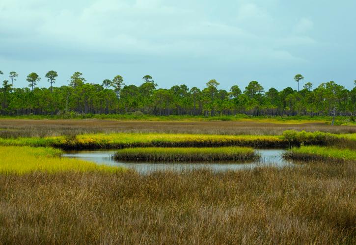 grass, landscape